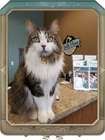 maple grove veterinary hospital